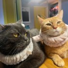 Two Cats Close Together: Grey Striped and Orange & White with Green Eyes