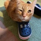 Ginger cat poking head through blue Croc-style shoe in sunlit room