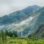 Solitary house in misty forest with fog-shrouded trees