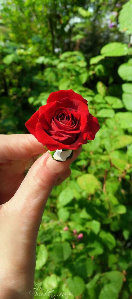 Bright red rose against green foliage in sunlit garden