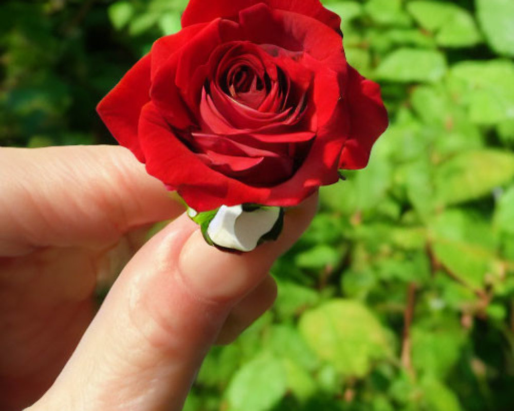 Bright red rose against green foliage in sunlit garden