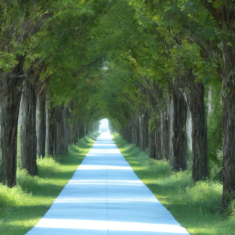 Tranquil Tree-Lined Road with Green Canopy and Sunlight Filtered Through