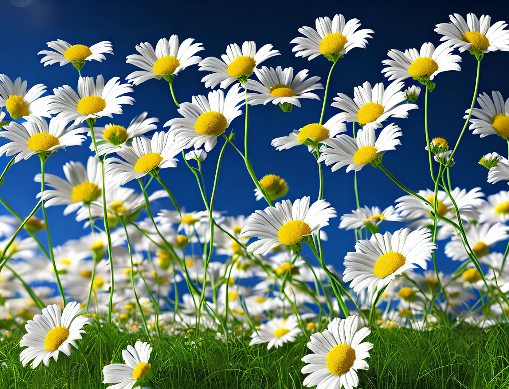 Beautiful White Daisies Field Against Blue Sky