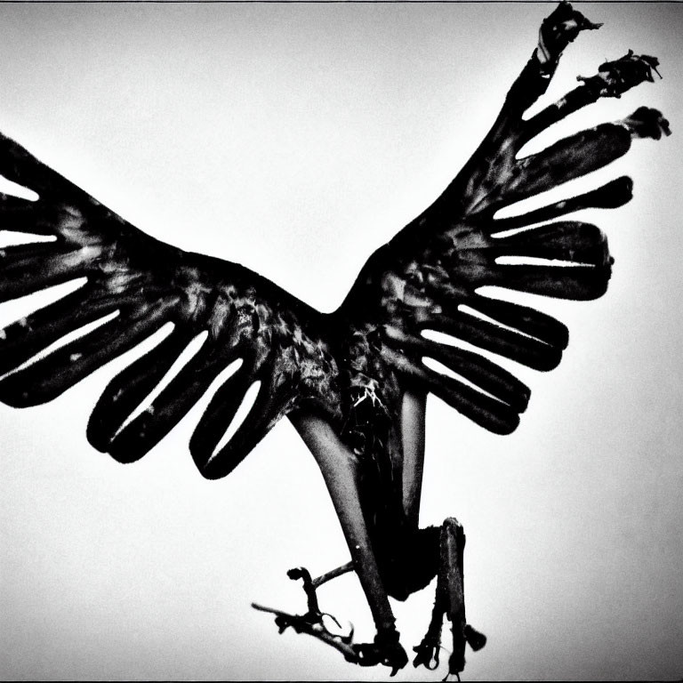 Monochrome bird with outstretched wings on branch