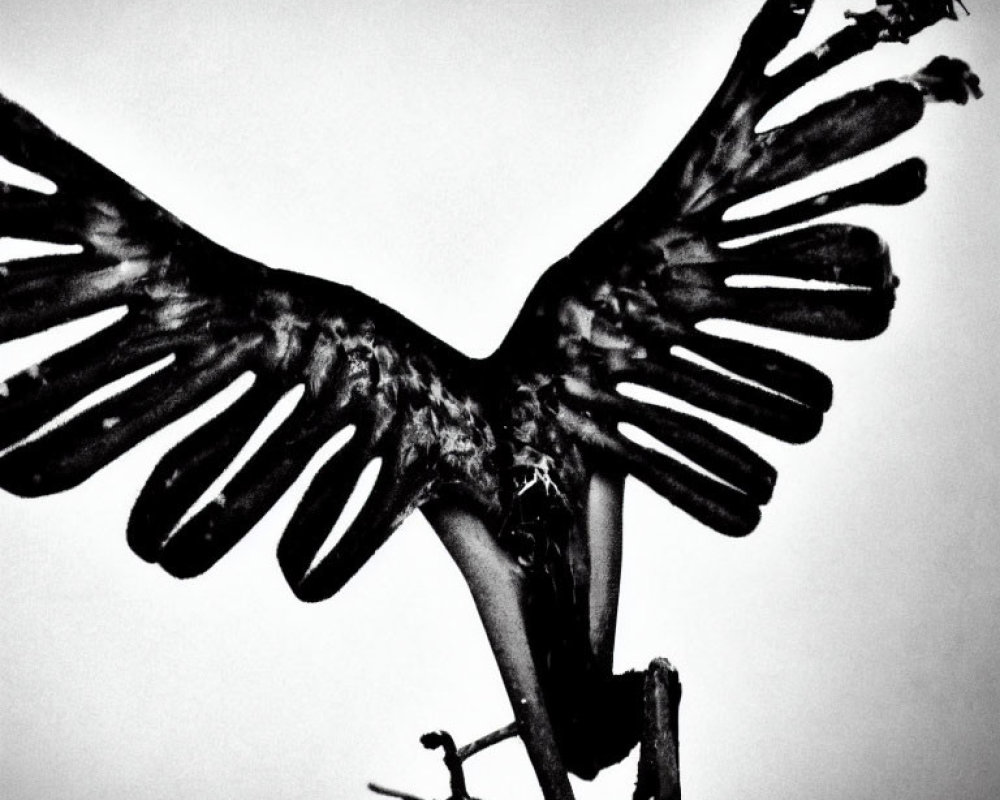 Monochrome bird with outstretched wings on branch