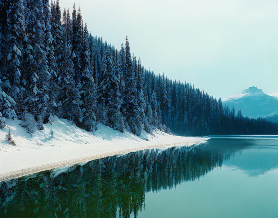 Winter scene: Snow-covered pine trees by calm lake with reflections