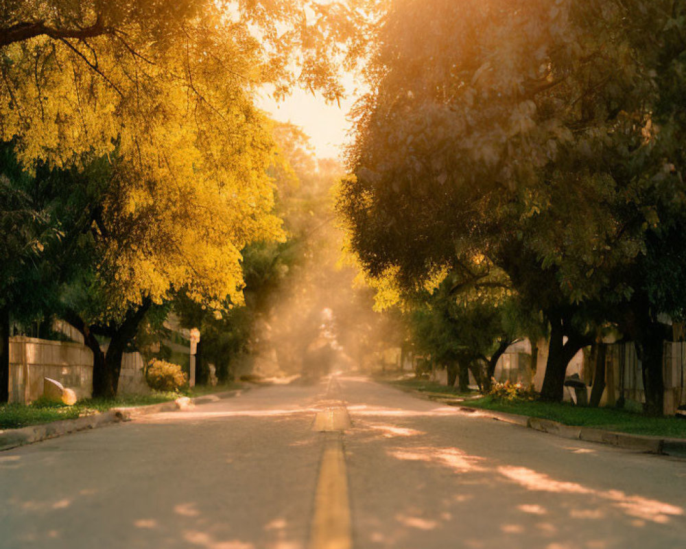 Tree-lined street with sunlight beams and greenery-bordered road