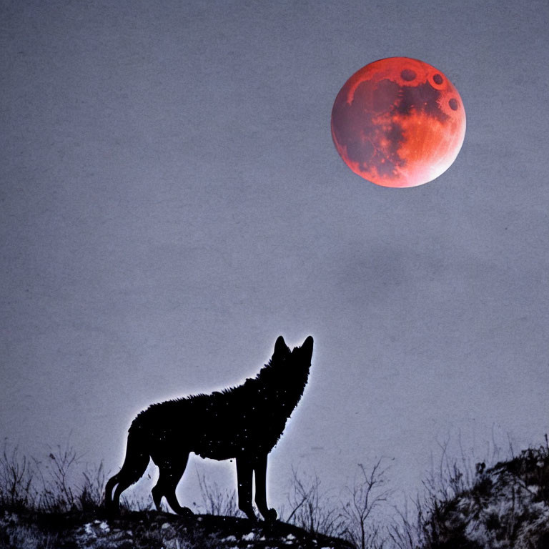 Silhouette of a howling wolf under a red moon on a hillside