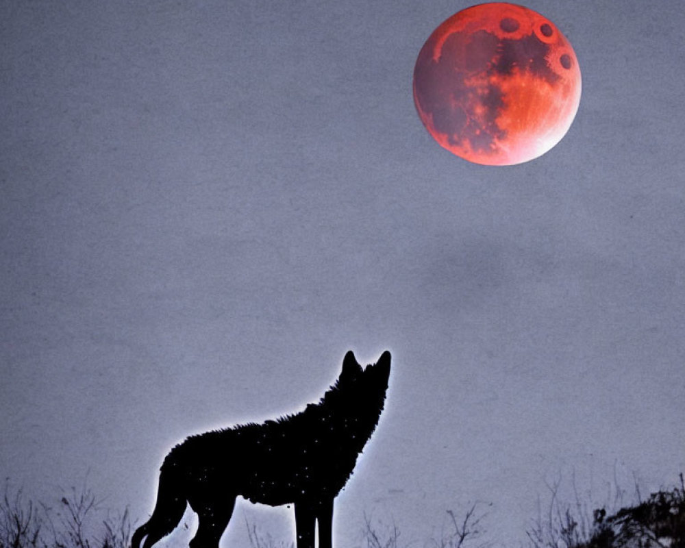 Silhouette of a howling wolf under a red moon on a hillside