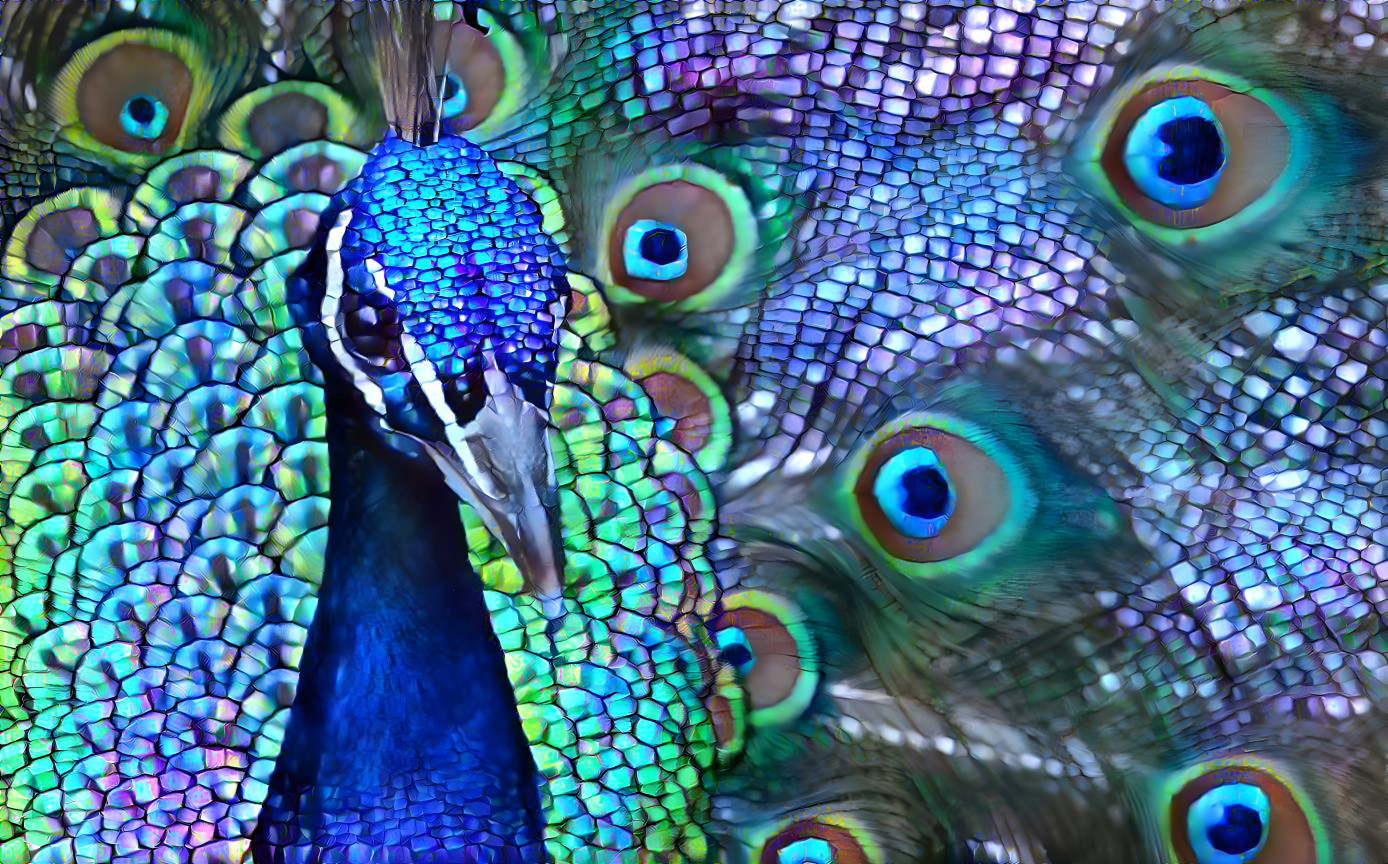 Peacock 