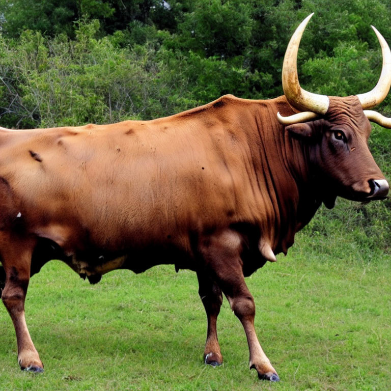 Brown Bull with Long Curved Horns in Green Field