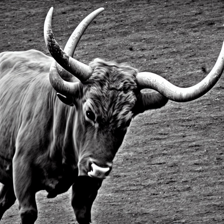 Monochrome photo of intense bull with long, curved horns