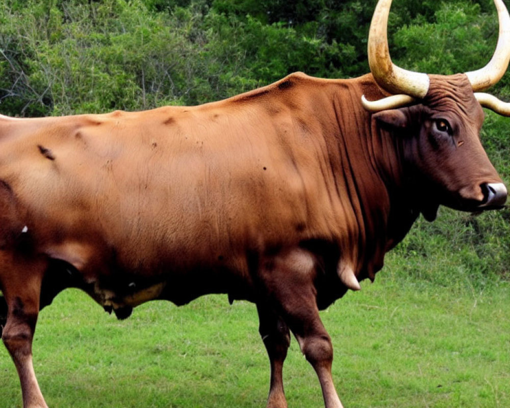 Brown Bull with Long Curved Horns in Green Field