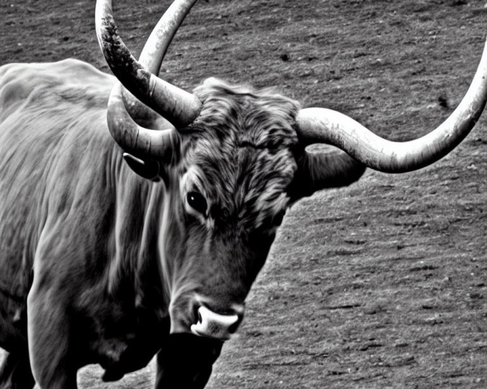 Monochrome photo of intense bull with long, curved horns