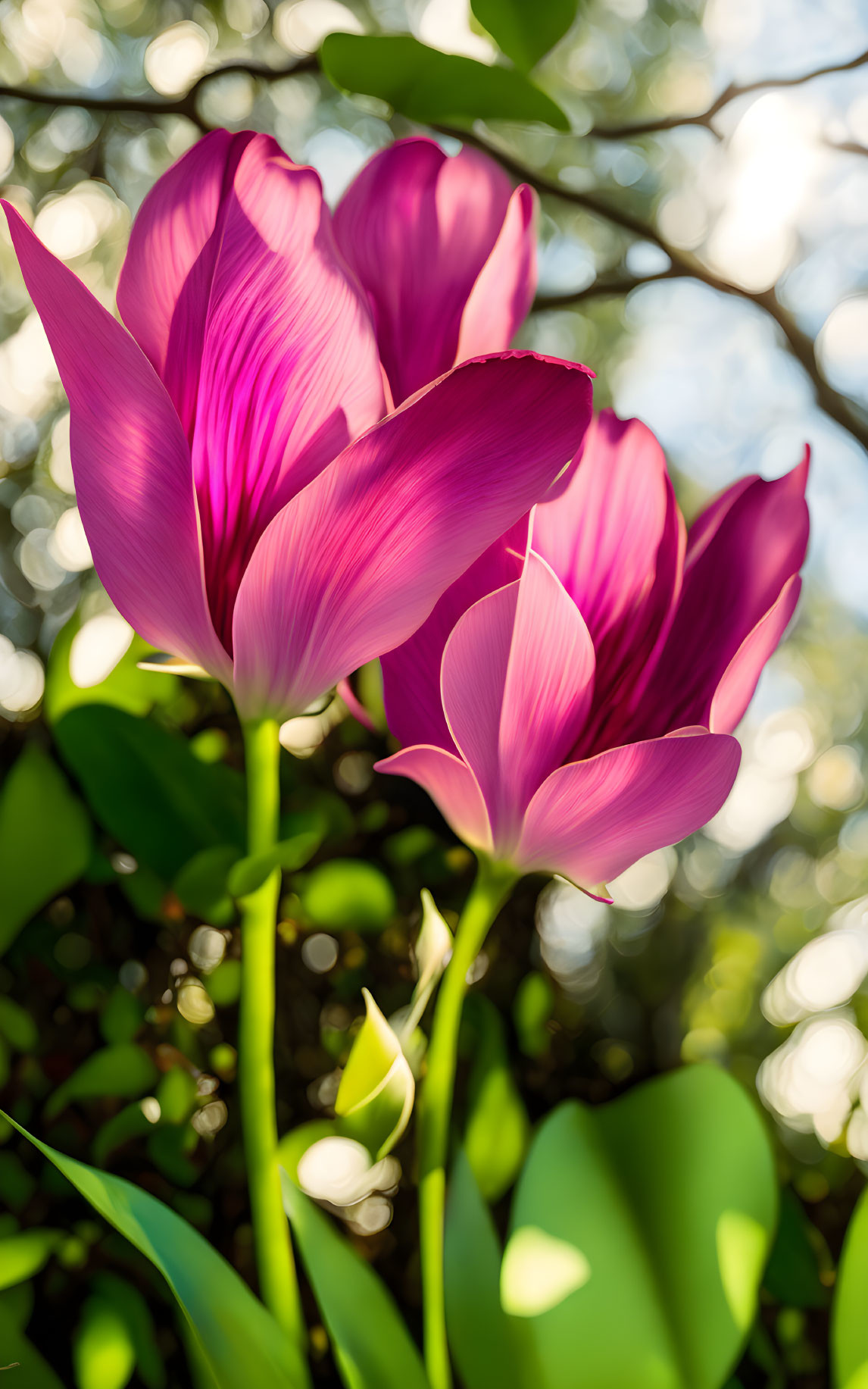 Pink tulips in sunlight with greenery backdrop