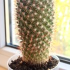 Colorful flowering cactus in blue pot with sunlight patterns.