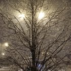 Winter scene: tall bare tree, snowfall, whimsical building with glowing windows.