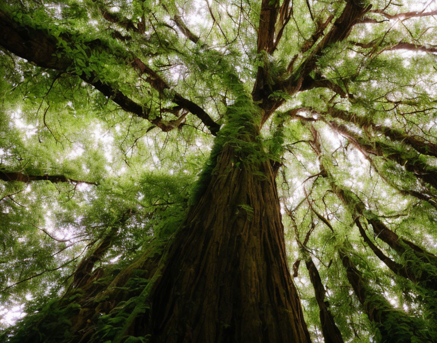 Majestic tree with lush foliage in mystical forest