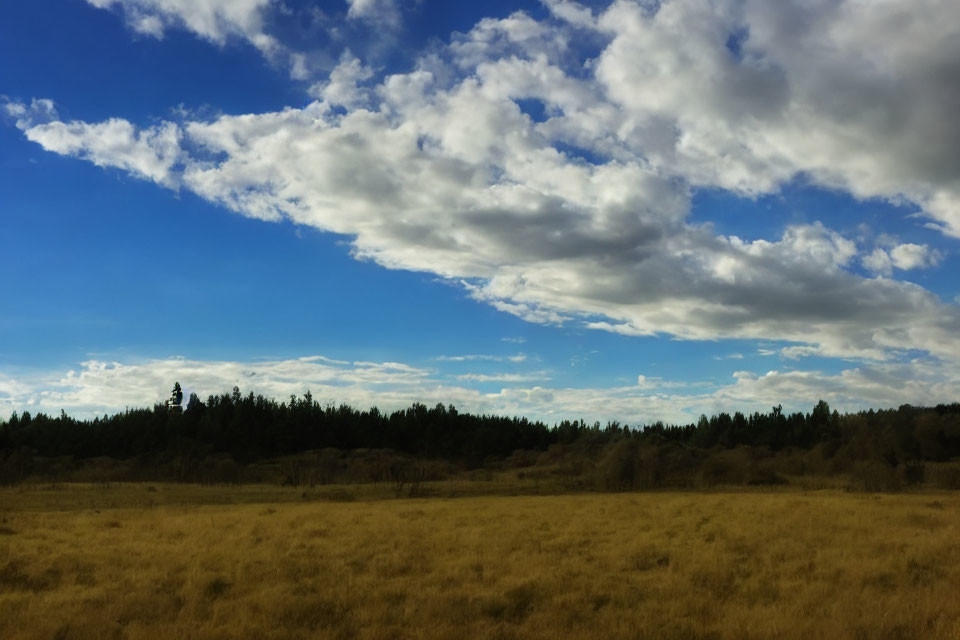 Tranquil landscape: golden grass field, blue sky, fluffy clouds, green trees