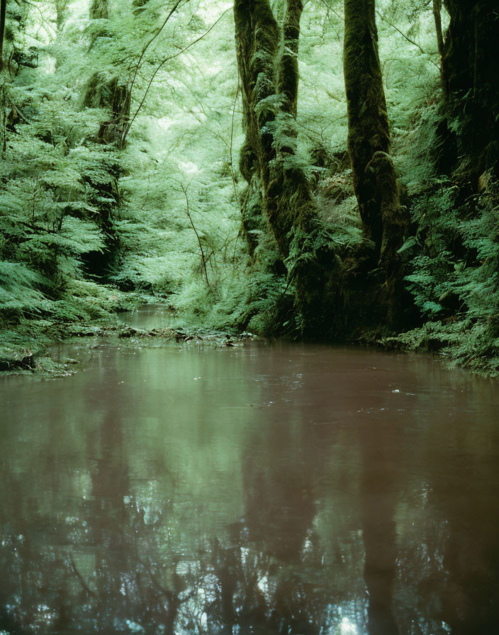 Tranquil Green Forest with Reflective River