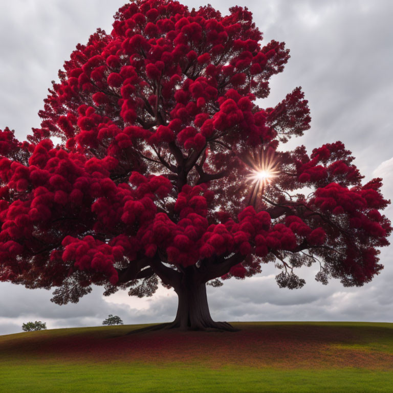 Vibrant red tree with lush foliage under a cloudy sky and sunburst in serene green landscape