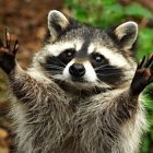 Raccoon peeking through green foliage and fallen leaves