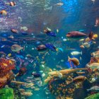 Colorful Fish Swimming Among Coral in Well-Lit Aquarium