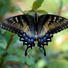 Colorful Butterfly Resting on Flowers in Greenery Environment