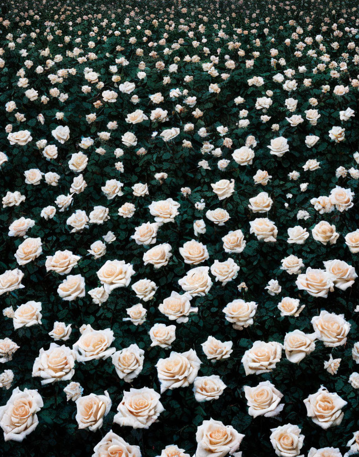 Blooming White Roses in Lush Garden Landscape