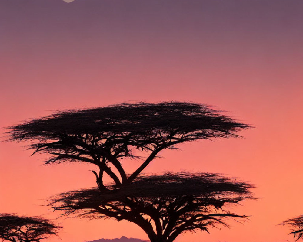 Acacia Trees Silhouetted Against Vibrant Twilight Sky