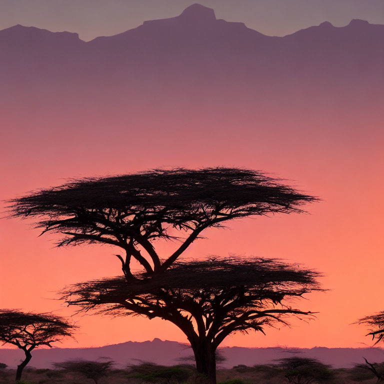 Acacia Trees Silhouetted Against Vibrant Twilight Sky