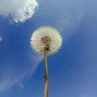Dandelion seed head against blue sky with clouds