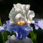 Colorful iris flowers with golden accents and green foliage on dark background