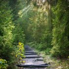 Vintage dresses: Three women climb enchanted forest staircase surrounded by lush greenery and delicate flowers.