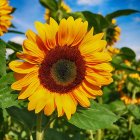 Colorful painting of sunflower with blue and white flowers and whimsical texture.