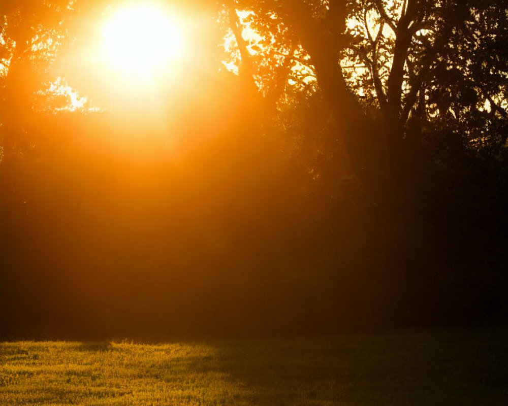 Tranquil Sunset Scene with Golden Sunlight Through Trees