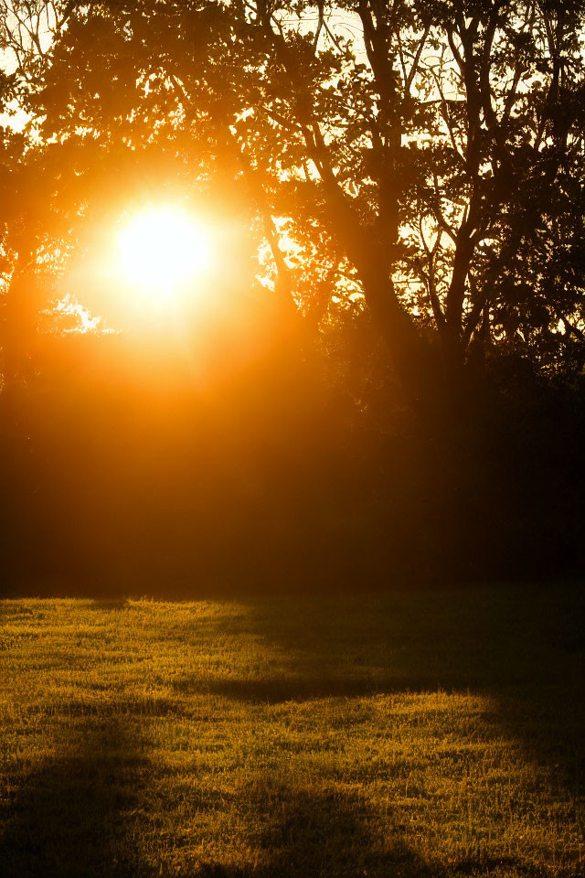 Tranquil Sunset Scene with Golden Sunlight Through Trees