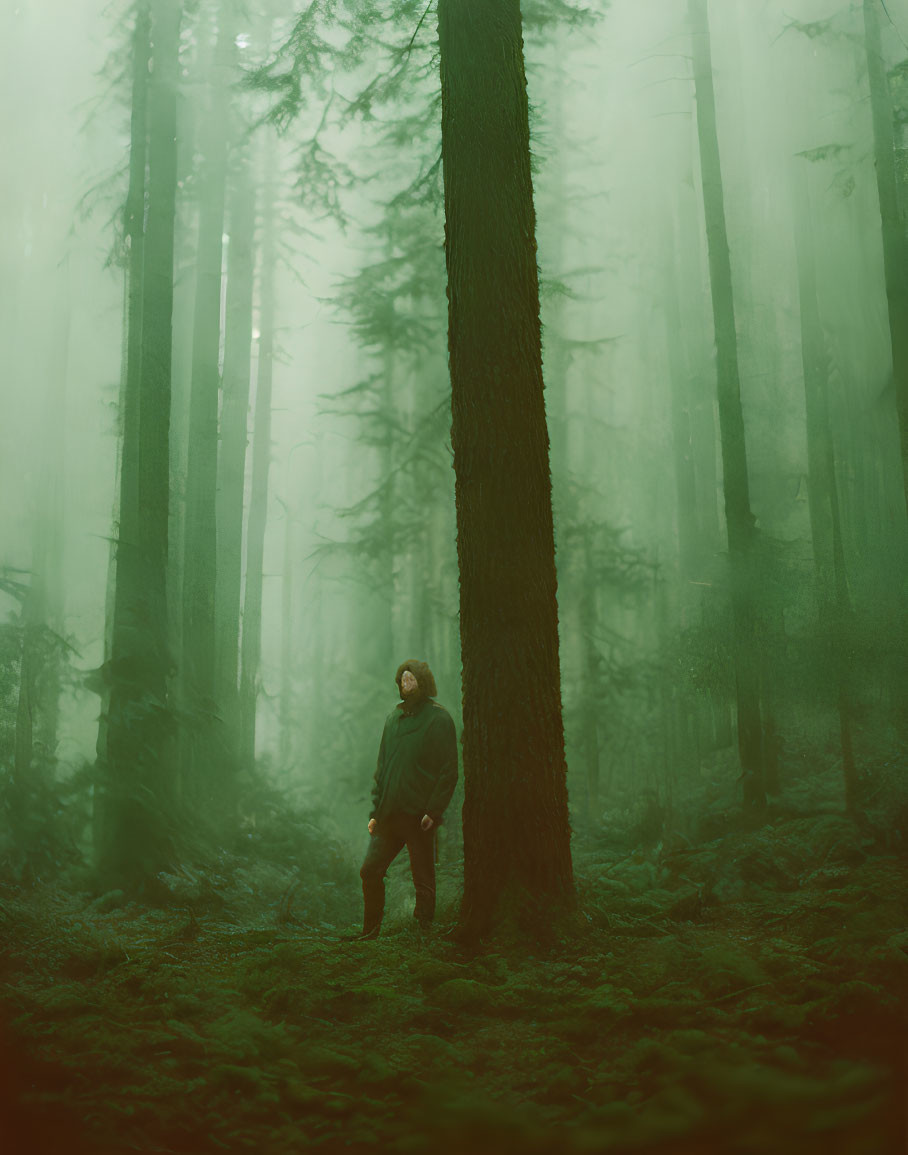 Misty green forest scene with tall trees and ferns