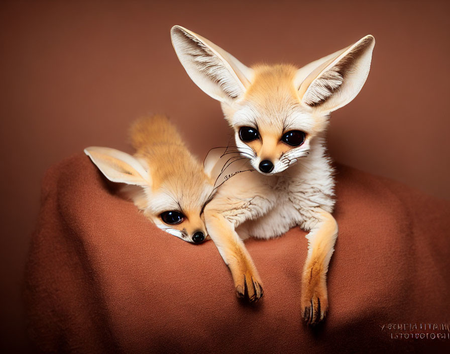 Two Fennec Foxes with Large Ears and Expressive Eyes Against Warm Brown Background