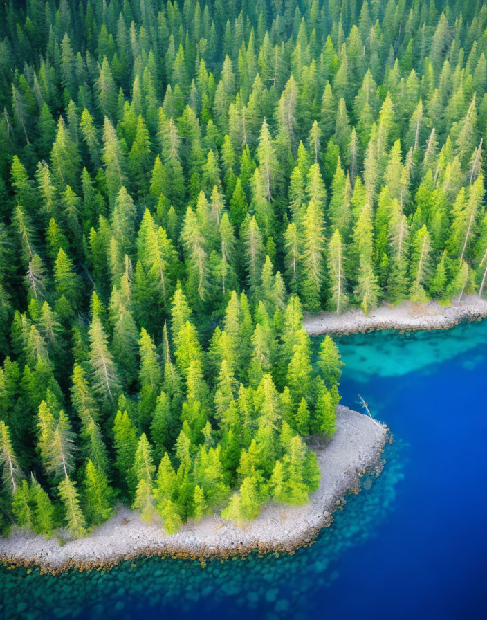 Scenic Aerial View of Lush Pine Forest and Turquoise Shoreline