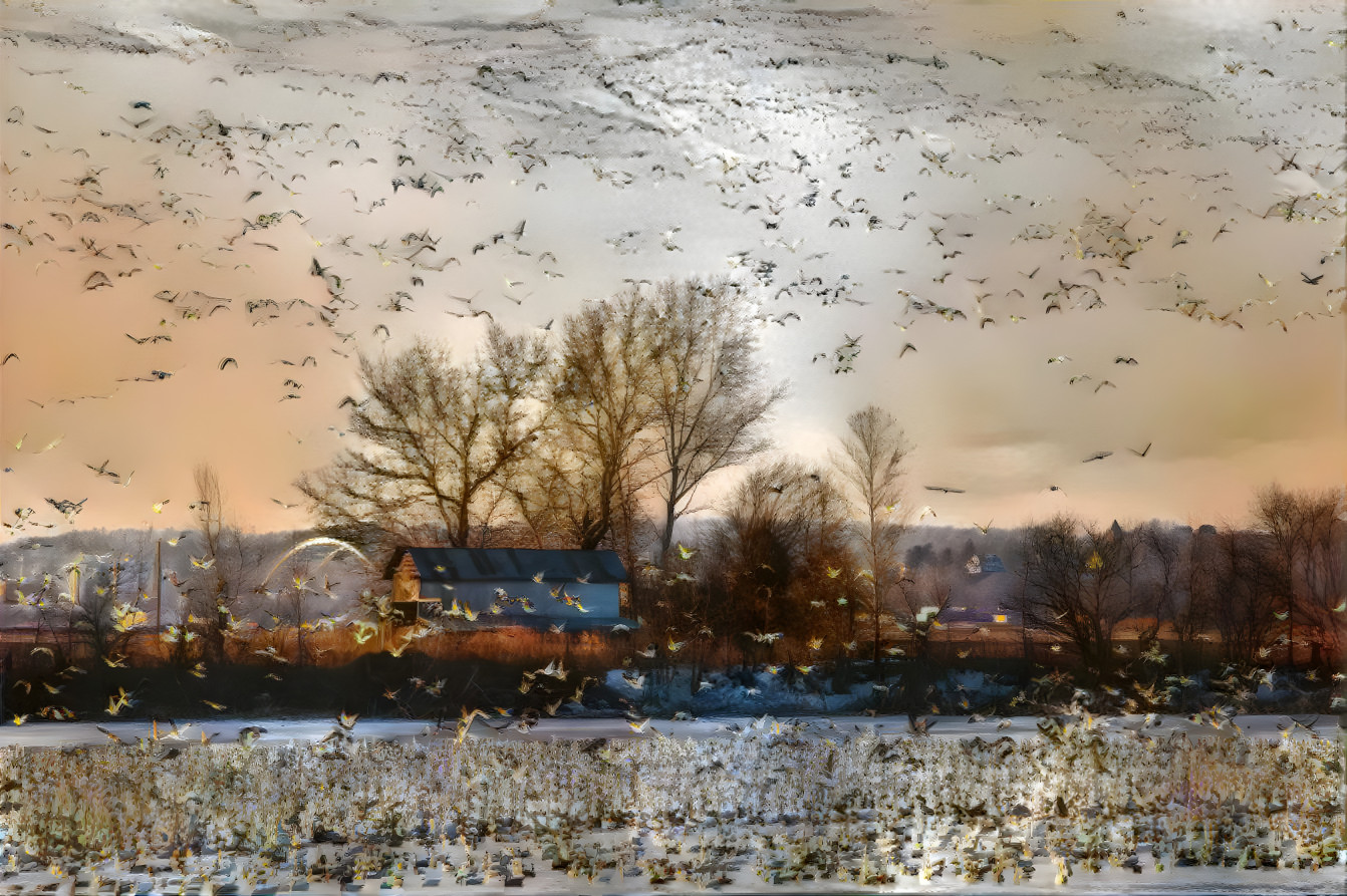 Snow Geese in Flight~~~