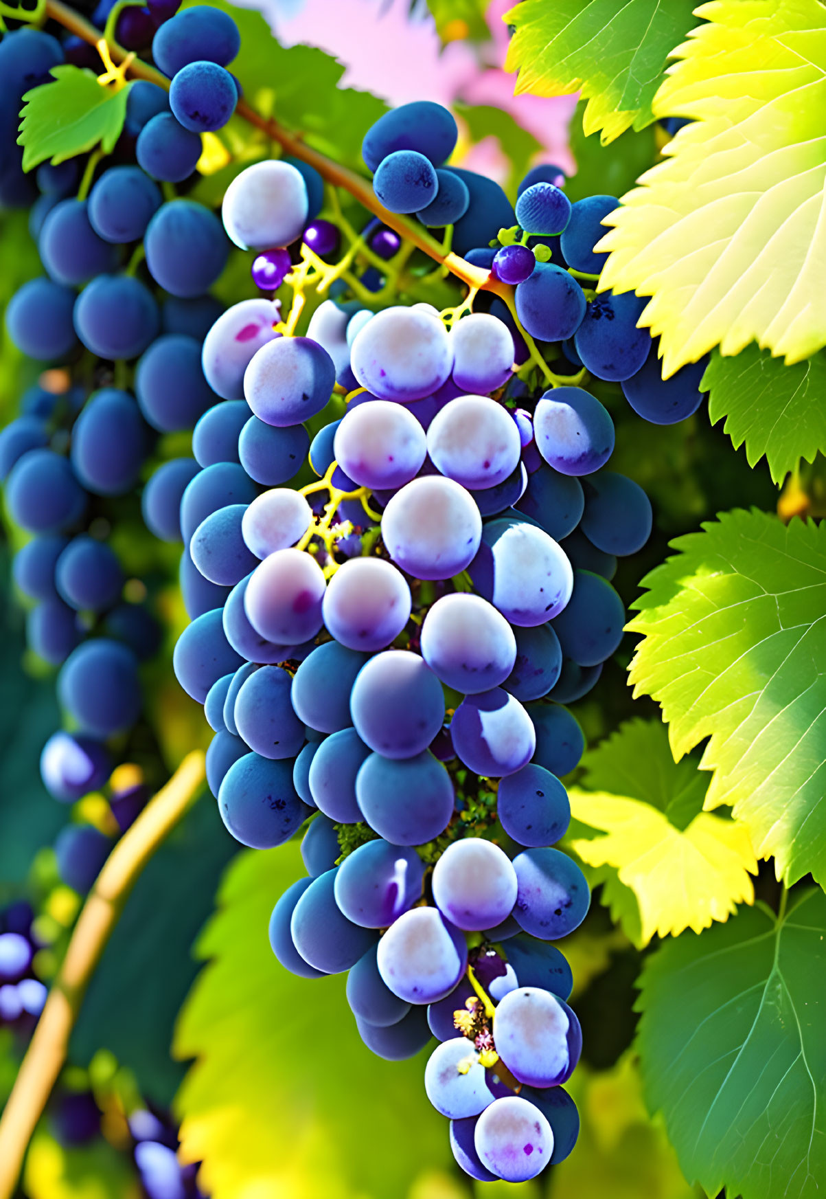 Ripe blue grapes hanging from lush green vine