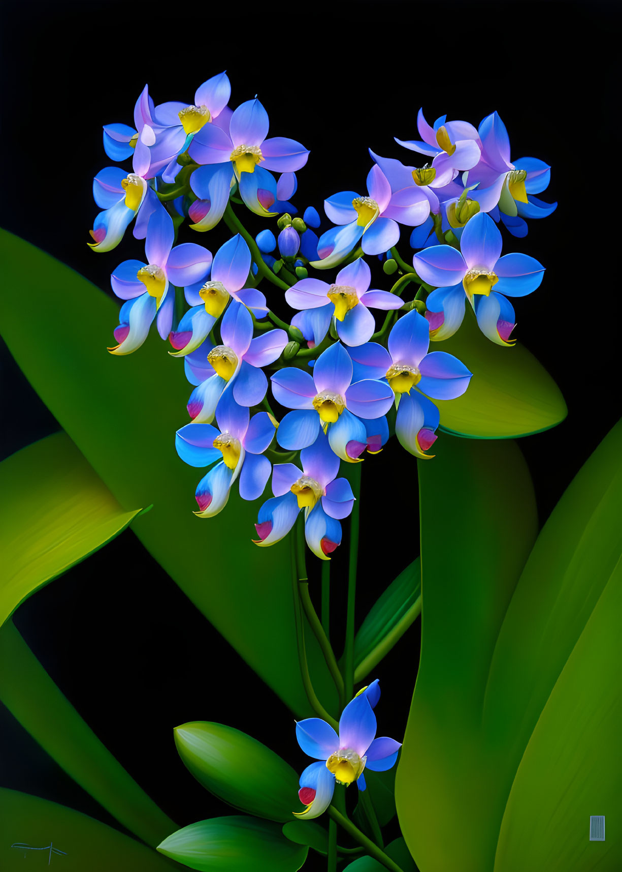 Colorful Blue and Purple Orchids with Yellow Centers on Dark Background