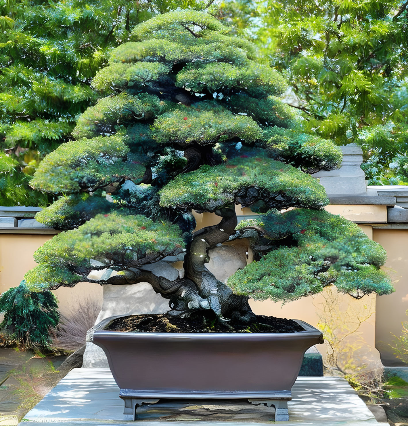 Dense green foliage bonsai tree in brown pot