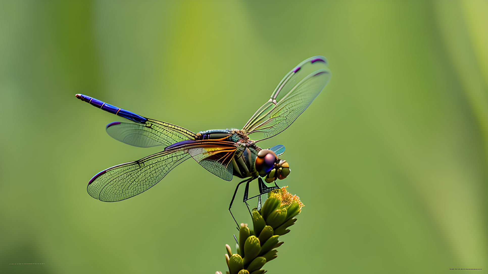 Blue and Black Striped Dragonfly on Green Plant in Soft-focus Background