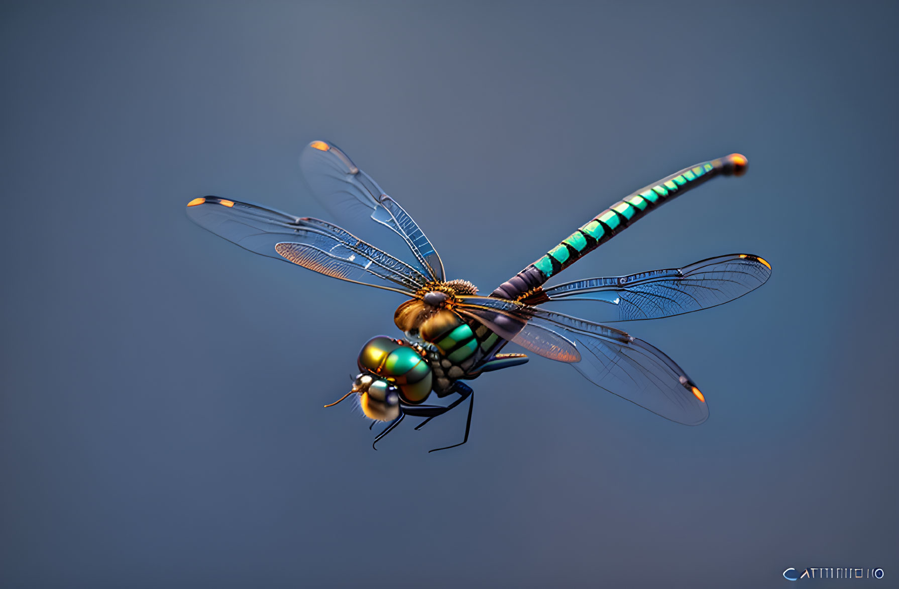 Iridescent dragonfly mid-flight on soft blue background