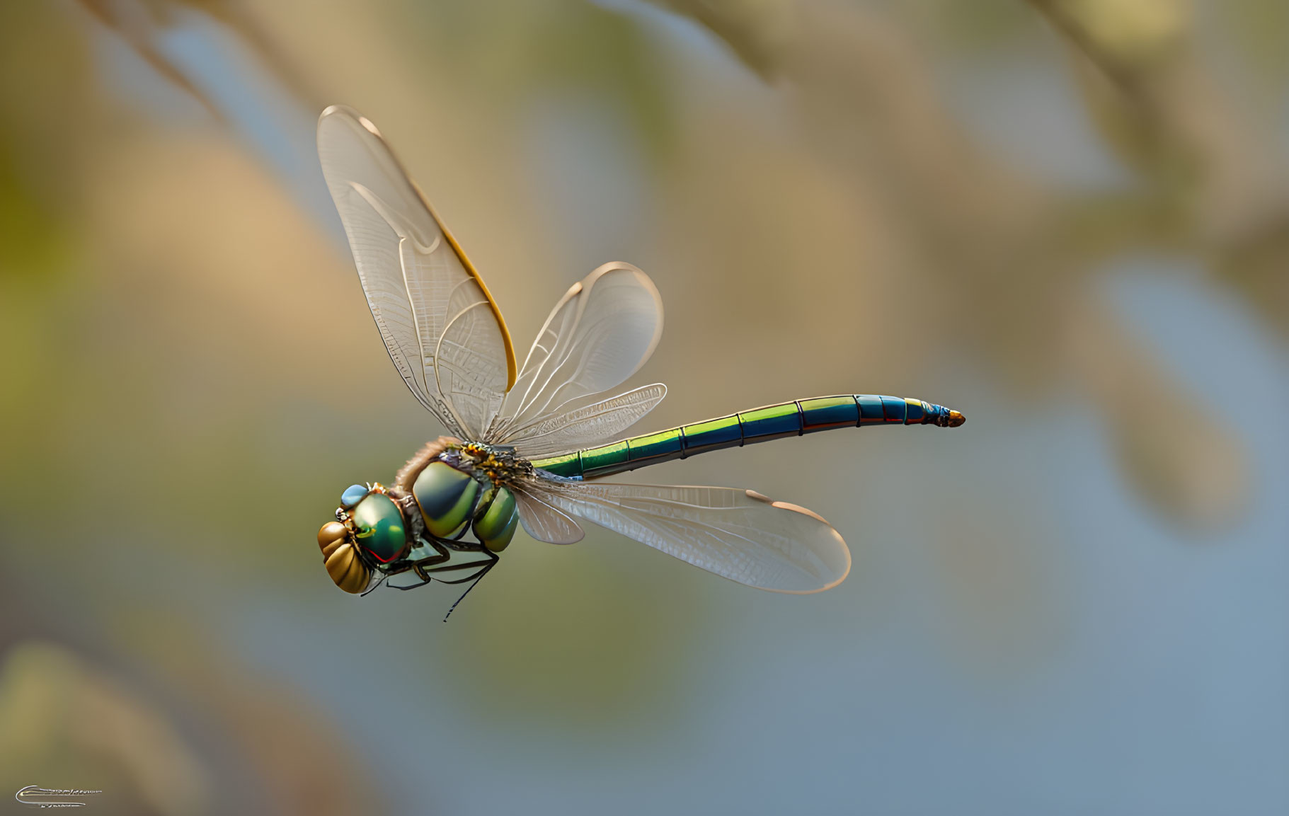 Vibrant blue and green dragonfly on branch with transparent wings