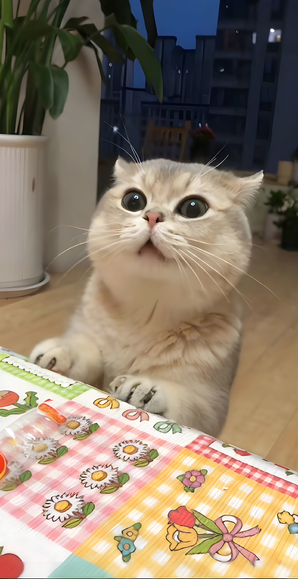 Wide-eyed cat on chair at table with floral tablecloth & potted plant, dusk sky in background