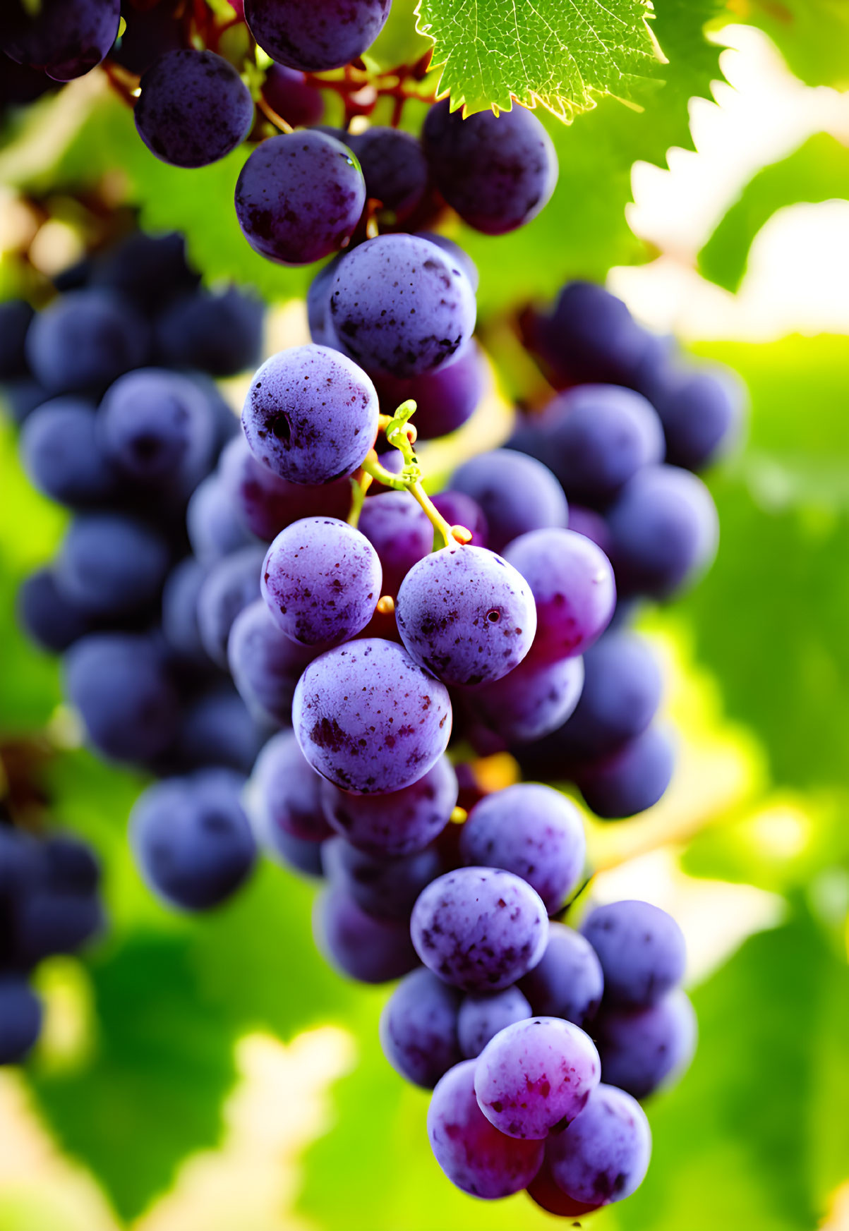 Ripe purple grapes on vine with green leaves in sunlight