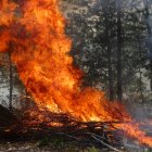 Forest Fire Engulfing Tall Trees in Bright Flames